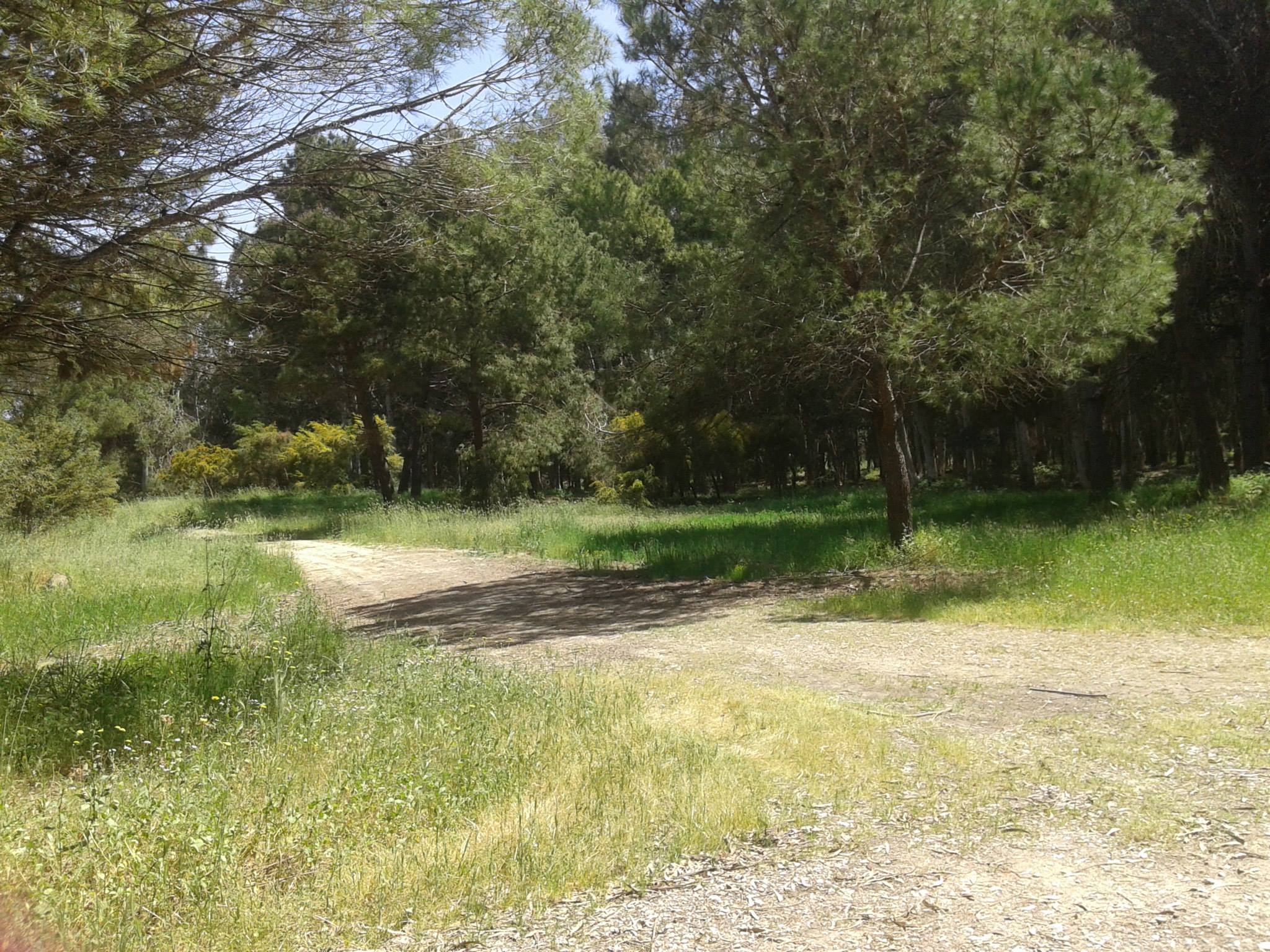 ΔΑΣΟΣ ΜΑΡΑΘΙΑΣ