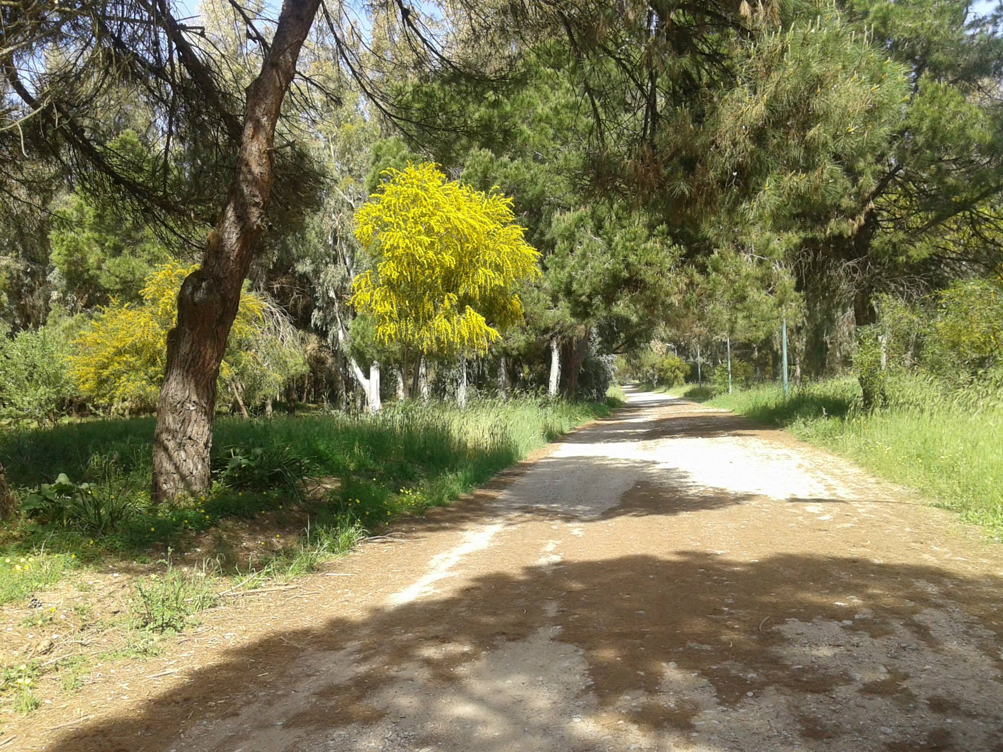 ΔΑΣΟΣ ΜΑΡΑΘΙΑΣ